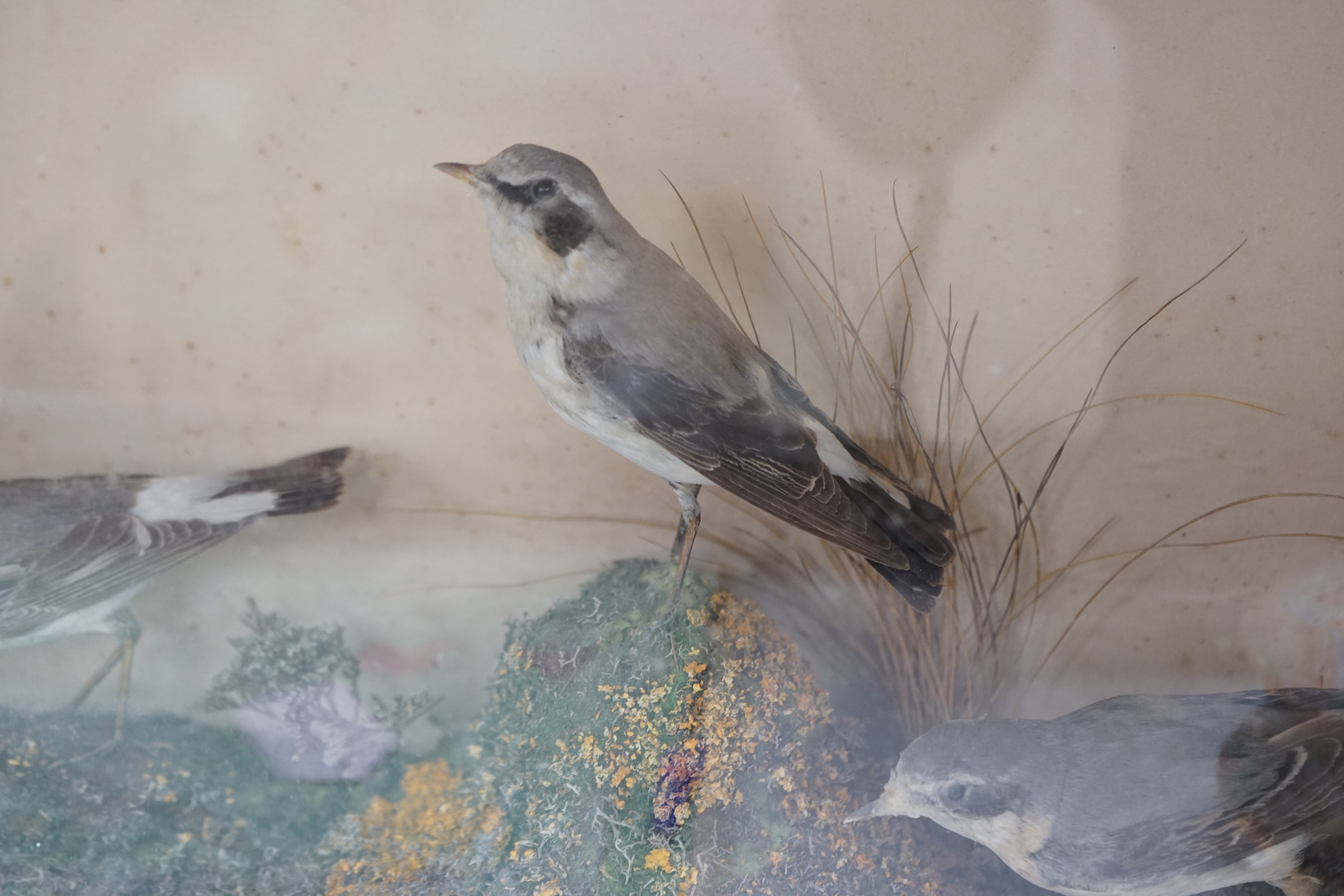A taxidermic case of three Wheatear birds, case 51cms wide x 40cms high